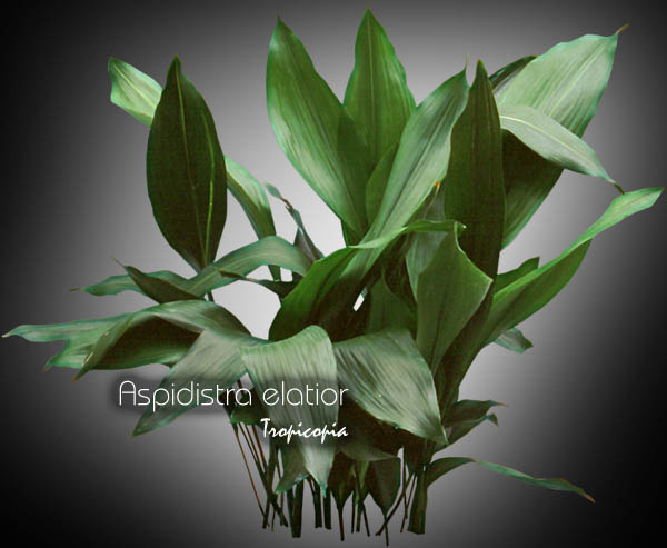 Feuillage - Aspidistra elatior - Plante d'acier - Cast iron plant